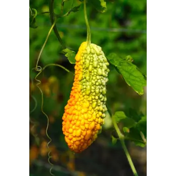 bitter gourd (22)-9932728-90368.webp